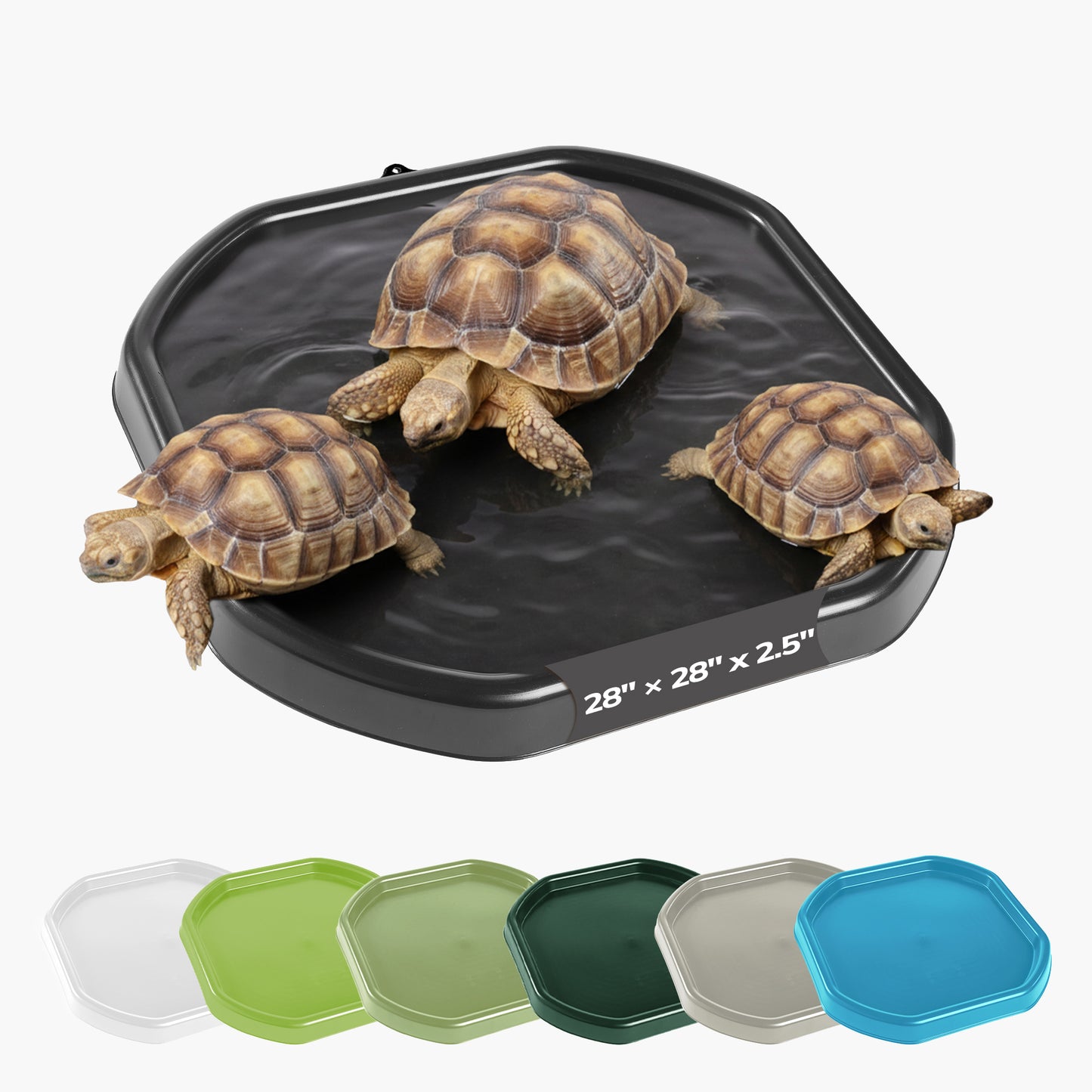 Tortoise Soaking Tray