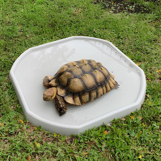 Is a $99 Tortoise Soaking Tray Worth It?