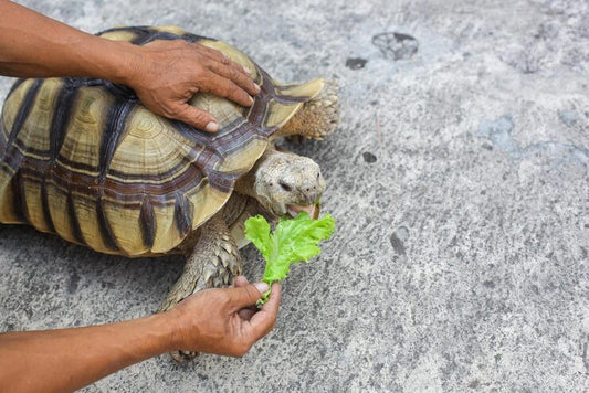 Do Tortoises Need a Pool? Hydration, Benefits & How to Set One Up
