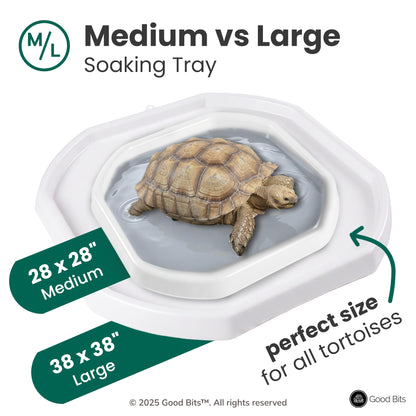 Tortoise Soaking Tray