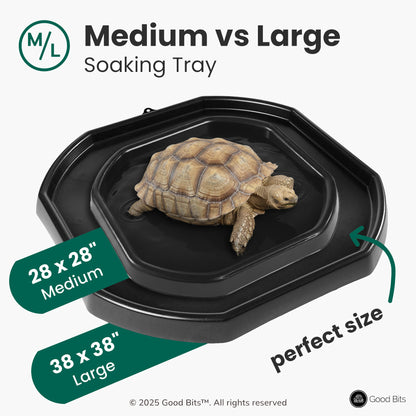 Tortoise Soaking Tray
