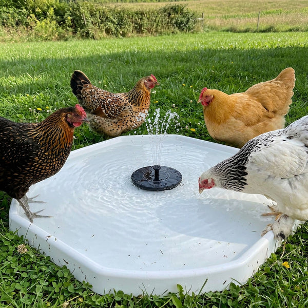 Perfect for my hens!