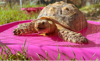 Perfect for all living creatures!