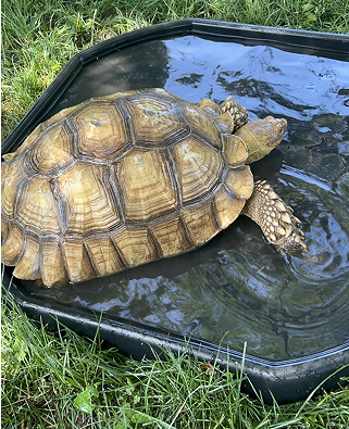 Great for tortoises!