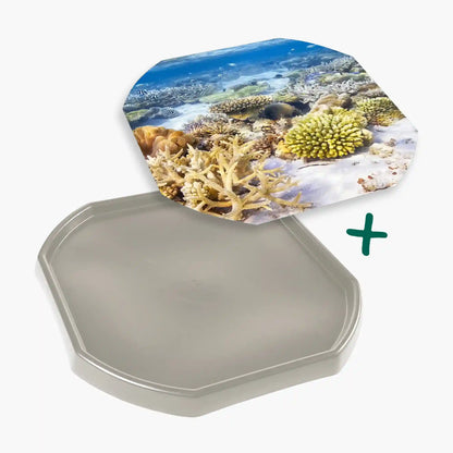 Tortoise Soaking Tray & Coral Reef Insert Bundle