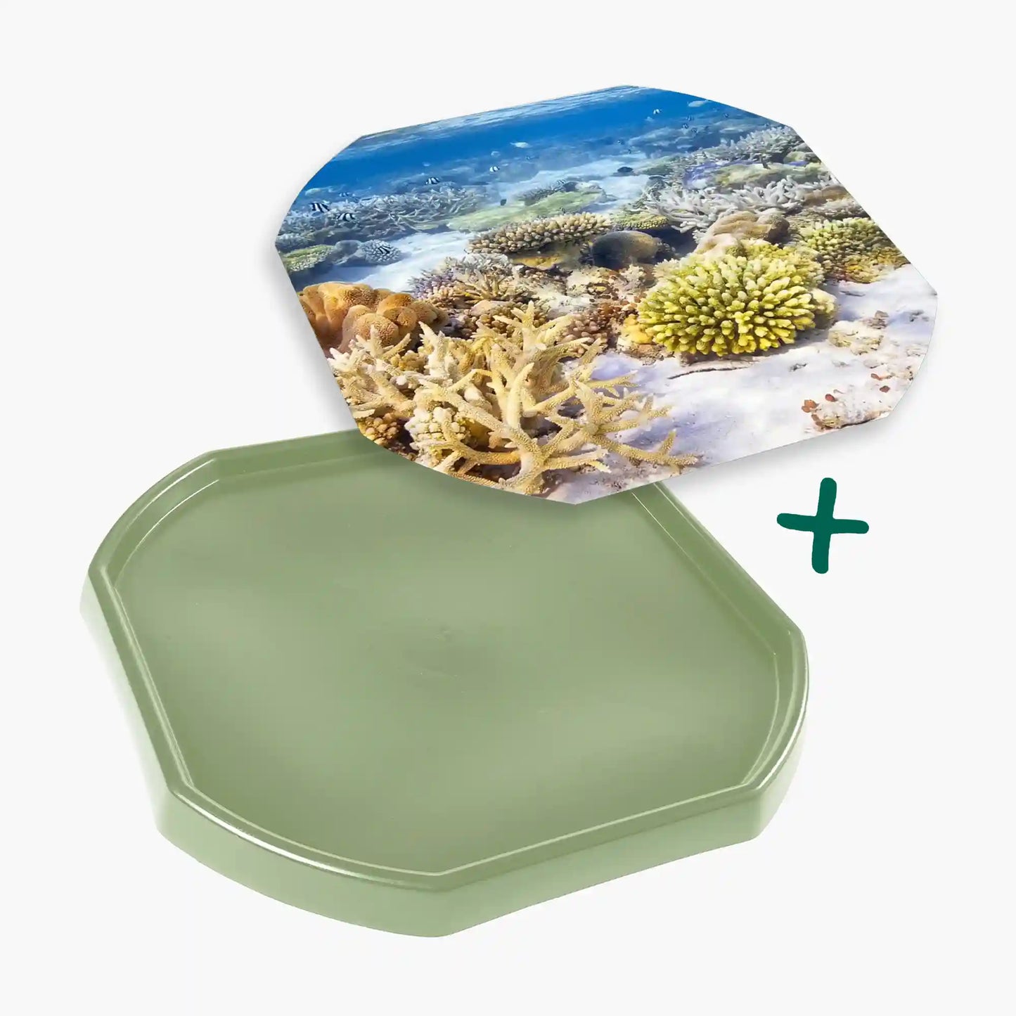 Tortoise Soaking Tray & Coral Reef Insert Bundle