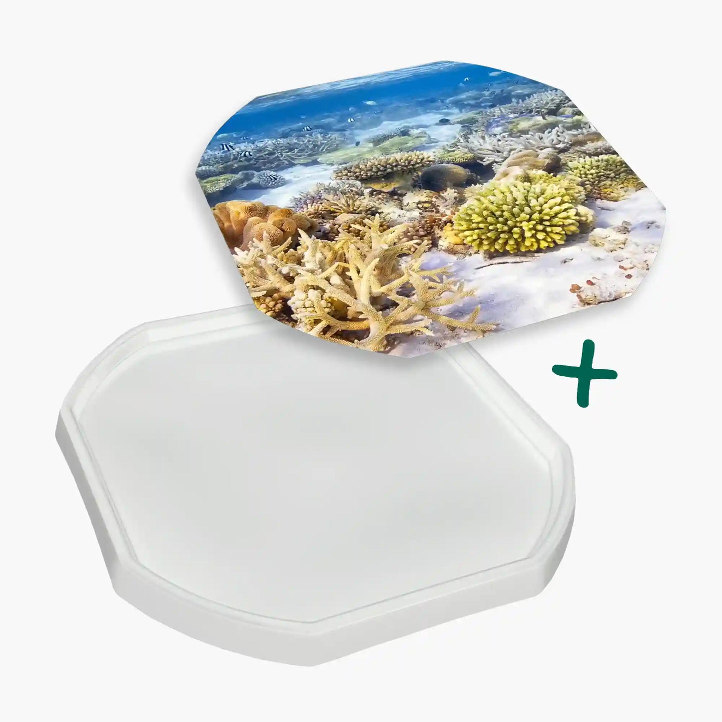 Tortoise Soaking Tray & Coral Reef Insert Bundle